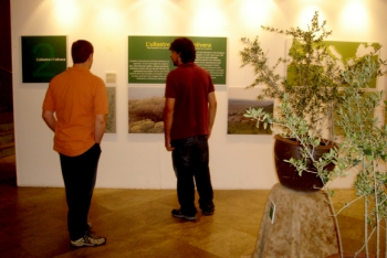 Exposició: L'origen de l'olivera