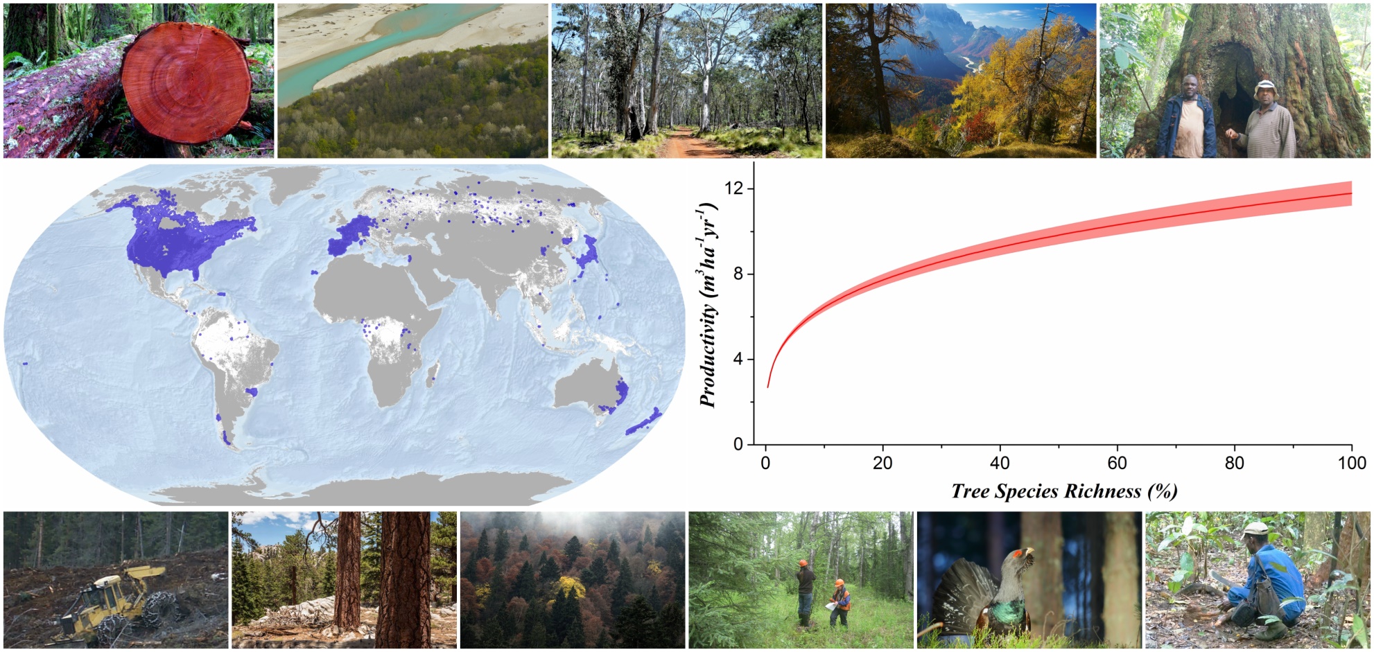 la pèrdua de biodiversitat als boscos redueix la seua productivitat