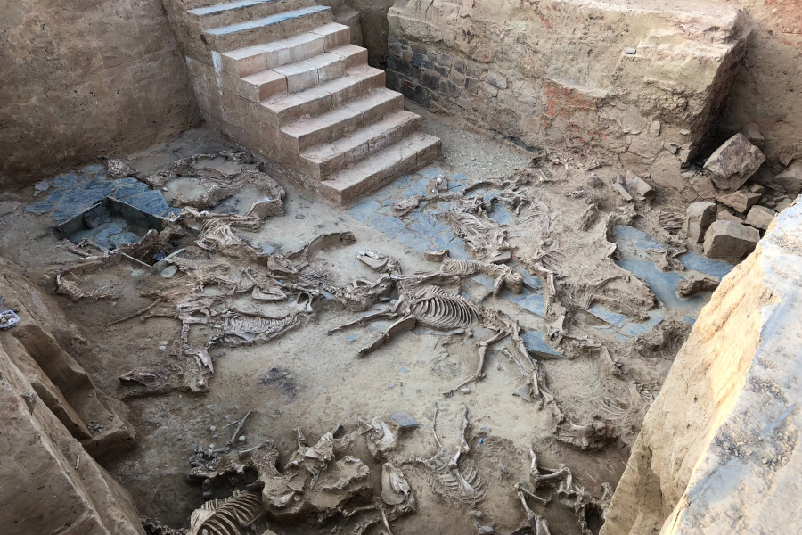 cavalls tartessos cavalls tartessos