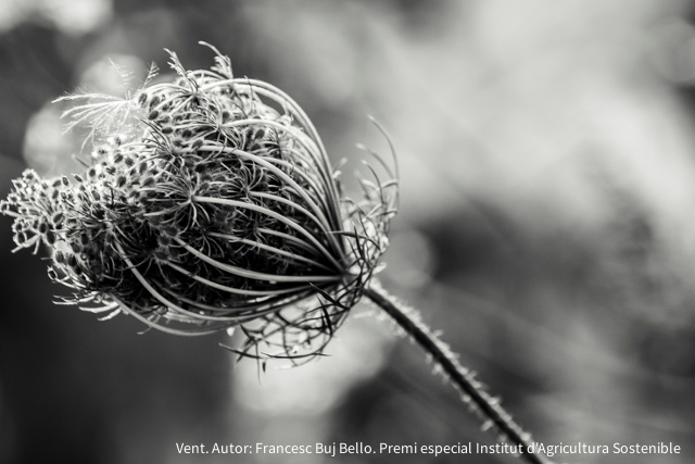 Vent. Autor: Francesc Buj Bello. Premi especial Institut d'Agricultura Sostenible 