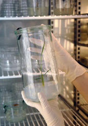 [+] AMPLIAR IMATGE. Cereals transgènics per paliar la fam. Universitat de Lleida