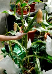 Cereals transgènics per paliar la fam. Universitat de Lleida