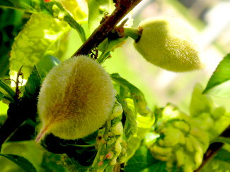 Aclarida química i mecànica en presseguer a la zona fruitera de Lleida