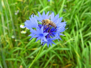 Workshop sobre males herbes i biodiversitat a la UdL