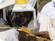 Curs d'apicultura a la Universitat de Lleida