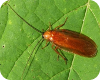 Feromones de l'escarbat - Universitat de Lleida - UdL