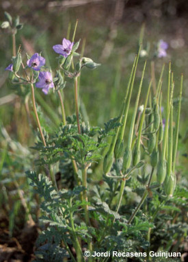 Malherbologia. Foto: Jordi Recasens. Universitat de Lleida