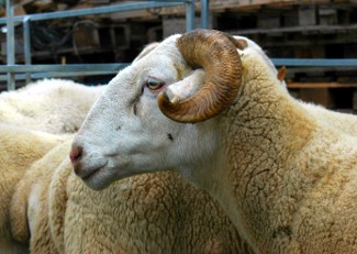 Estudi de la Universitat de Lleida (UdL) sobre l'ovella aranesa. Foto: Foto: Pere-Miquel Parés