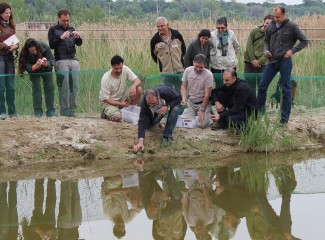 Alliberament de tortugues en perill d'extinció a l'Estany de Vilasana. Foto: Maricle Pujol / Universitat de Lleida