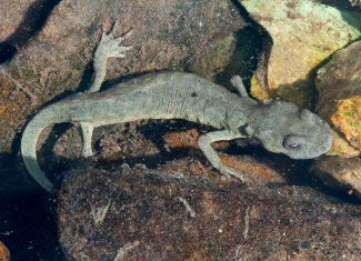 Tritó pirinenc. Universitat de Lleida. Foto: Fèlix Amat