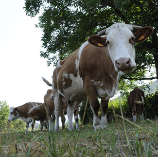 Investigadors del departament de Producció Animal 'busquen' les diferències entre la ramaderia ecològica i la convencional / Universitat de Lleida