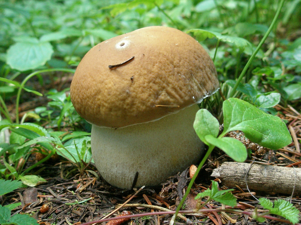 Boletus edulis / Foto: mountainamoeba (CC BY 2.0)