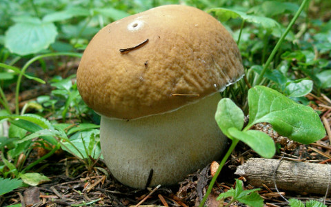 Boletus edulis / Foto: mountainamoeba (CC BY 2.0)