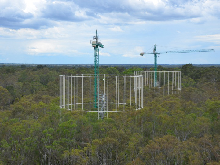 Hivernacles amb diferents clons d'eucaliptus creixent a concentracions de CO2 elevades Foto: ETSEA UdL