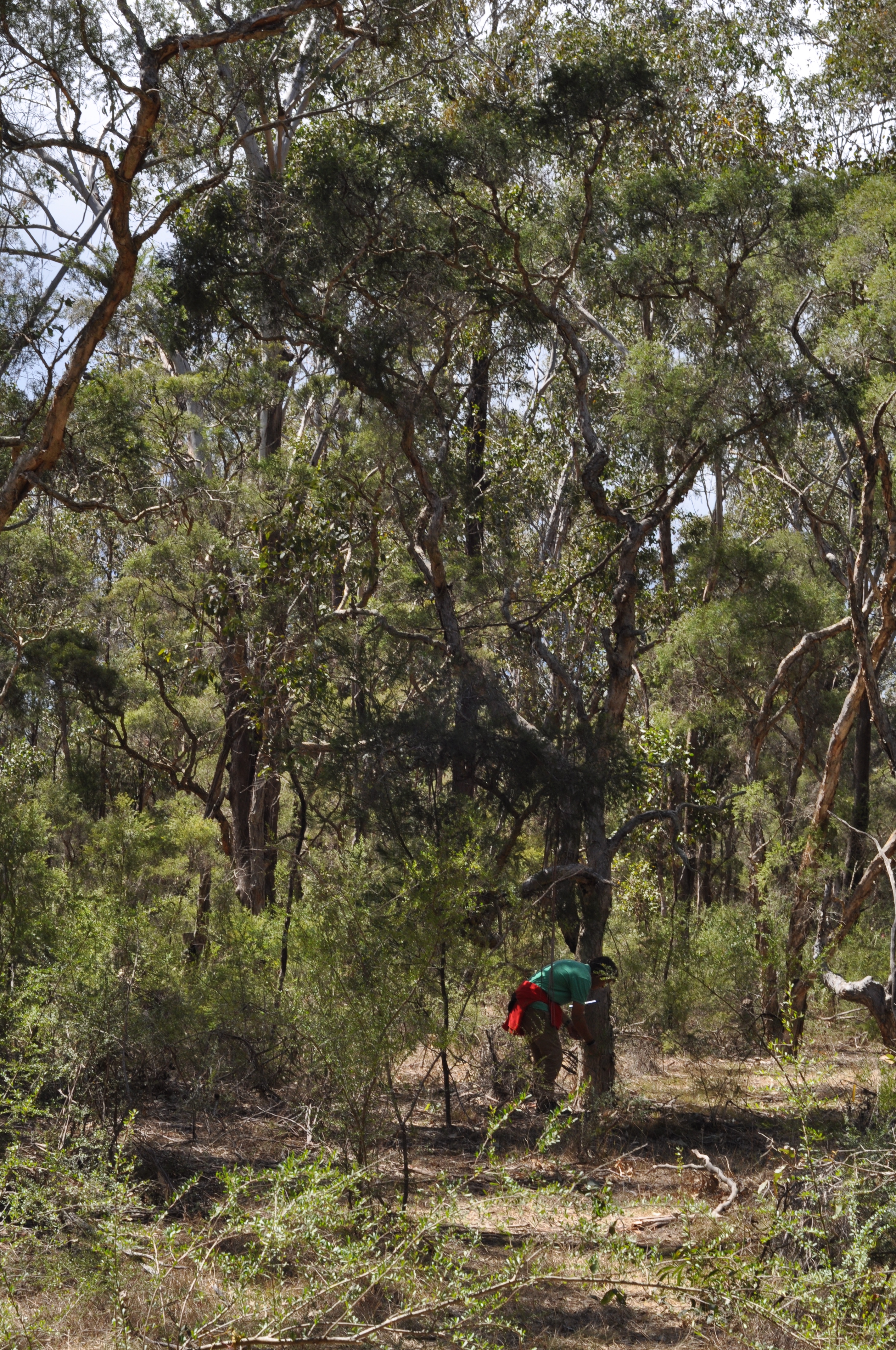 incendis australia