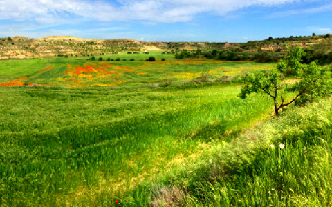 malesherbesbiodiversitatETSEAUdLb