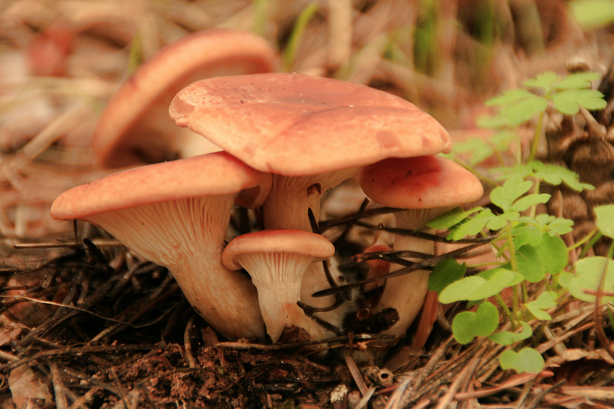 Rovellons (Lactarius deliciosus) Foto: Miguel Ángel García  (CC BY 2.0)