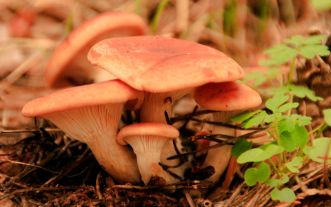 Rovellons (Lactarius deliciosus) Foto: Miguel Ángel García  (CC BY 2.0)