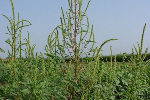 Amaranthus-palmeri