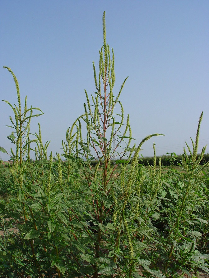 Fig. 1 Amaranthus palmeri