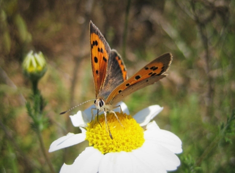 Lycaena phlaeas