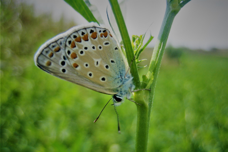 Polyommatus icarus