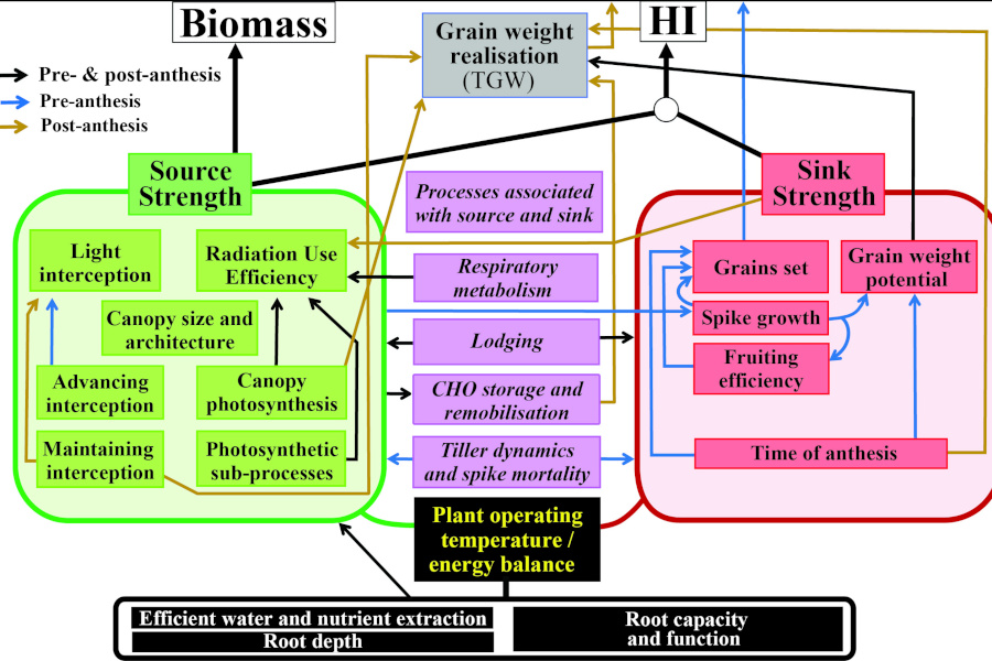 diagrama blat