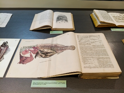 Exposició: El llibre com a pràctica viva. Imatges, sabers i formació del magisteri a Lleida (segles XIX–XXI)