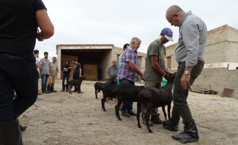 Un moment de jutges de cabrum. FOTO: Associació Catalana de Jutges i Qualificadors d’Ungulats Domèstics