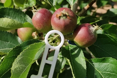 FruitMeasureApp_port