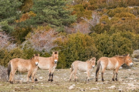 Przewalski2 - J. Bartolomé