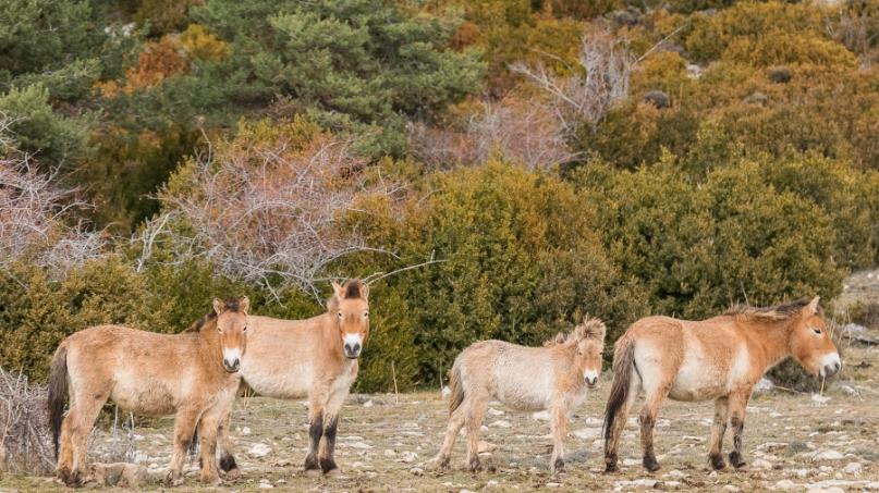 Przewalski2 - J. Bartolomé