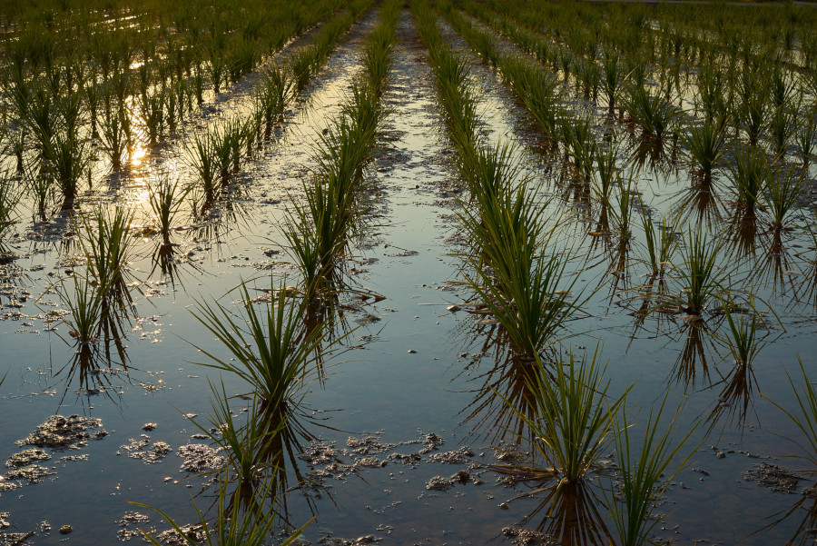 Rafael de Luis CC BY-NC-SA 2.0