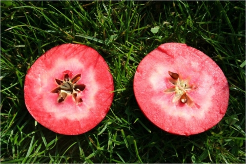 RedLove pomes vermelles