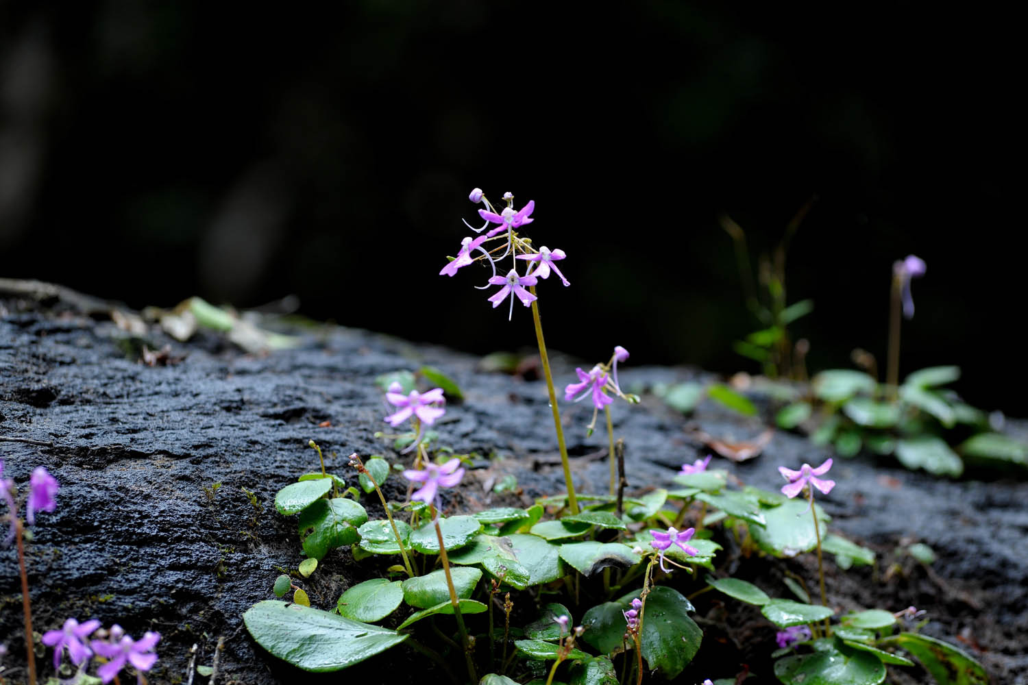 biodiversitat_rainforest