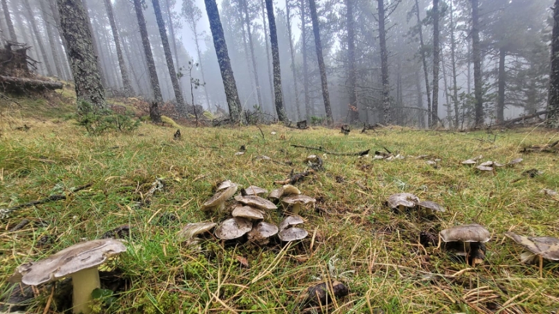 bosc bolets-CTFC