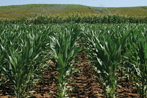 camp panís_lloveras