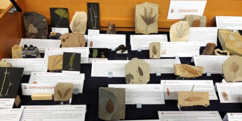 expofossils