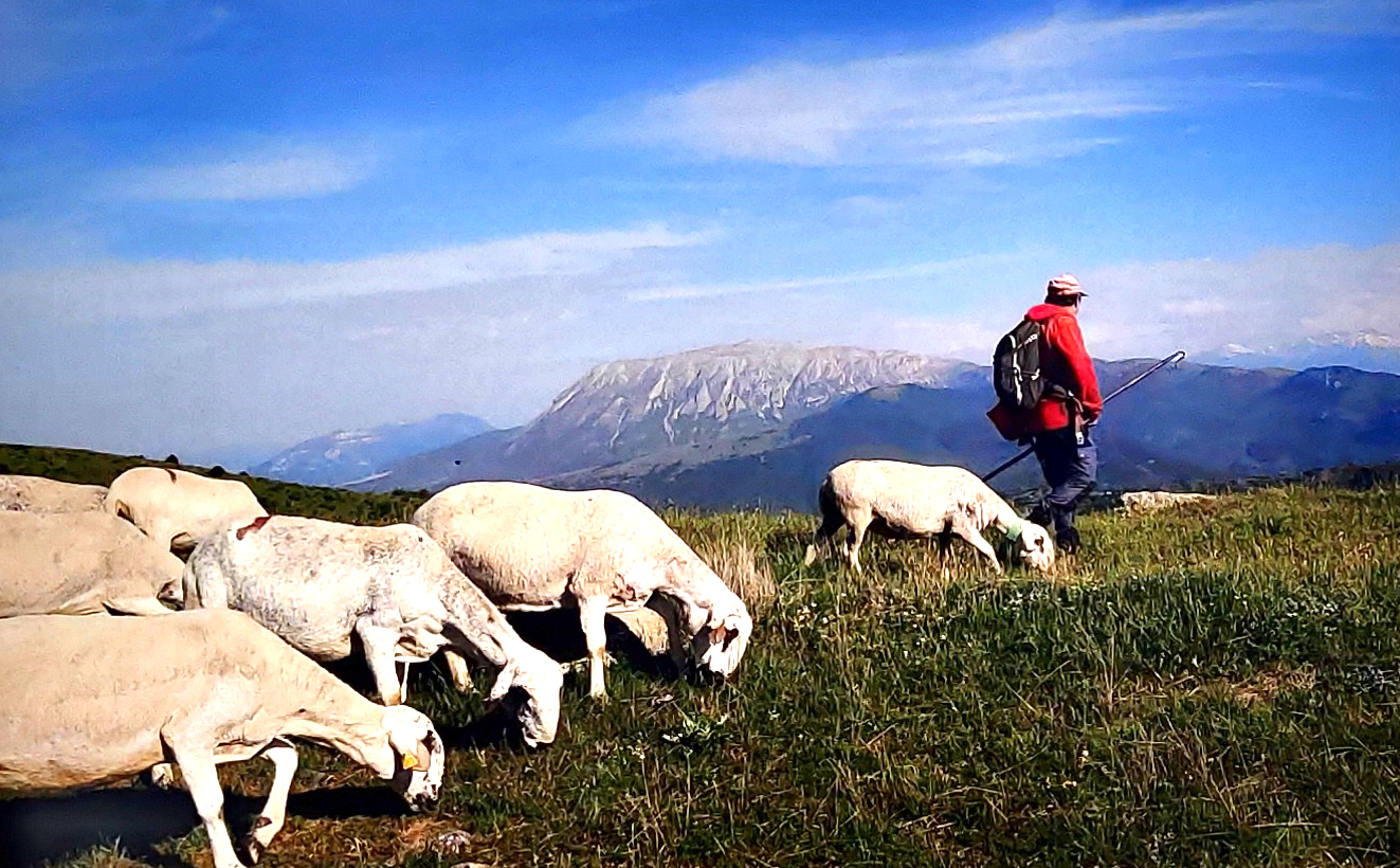 Exposició: Pastors i ramats: història de la transhumància des de la segona meitat del segle XX fins a l'actualitat