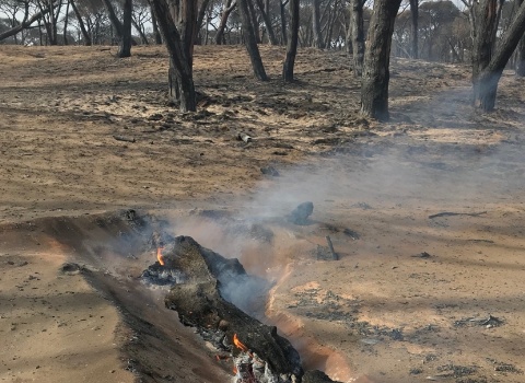 incendi_Paulo Fernandes