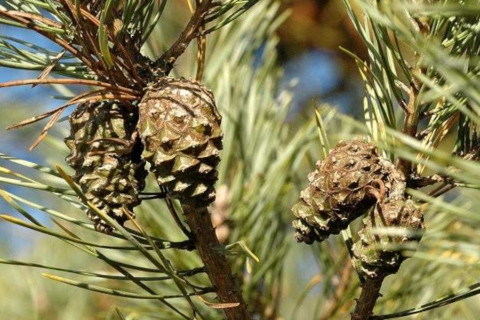 pinus pinae