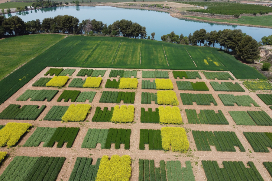 rotacio cultius_Josep Betbese
